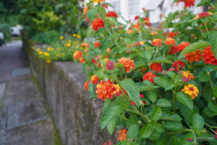 DSC00236