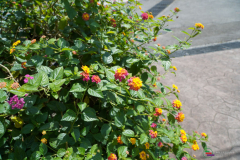 DSC00788